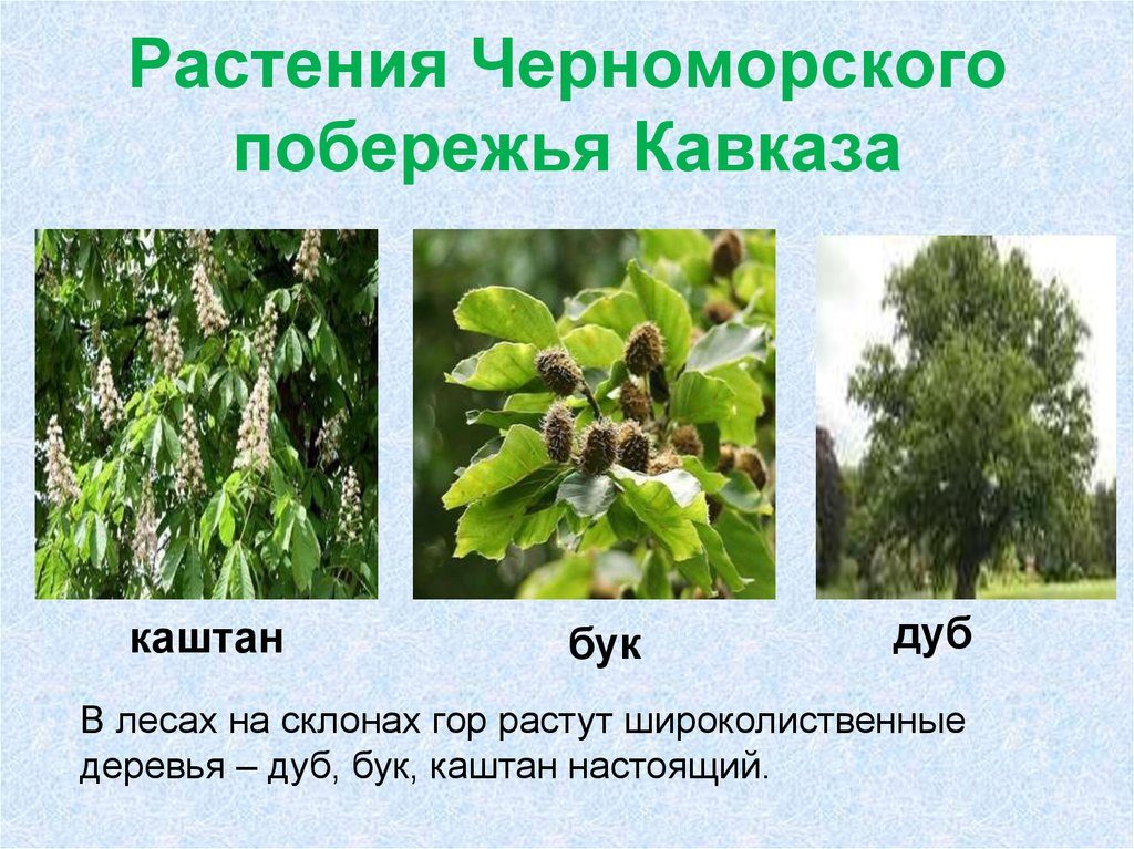 Растения с побережья черного моря