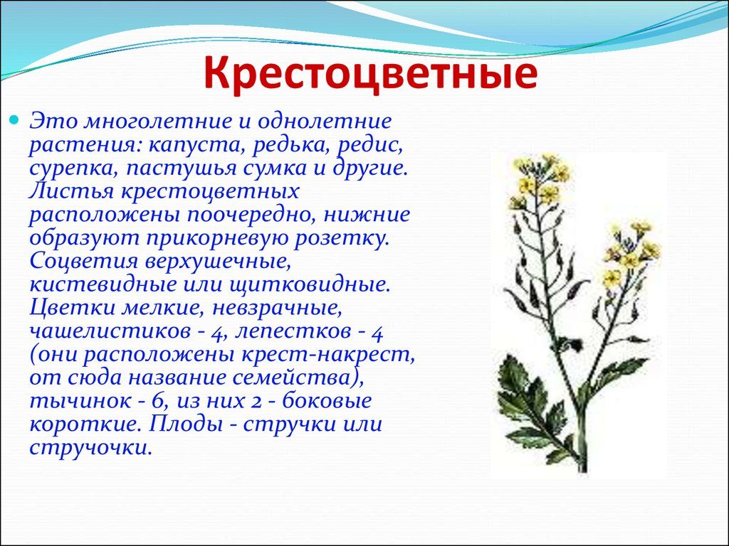 Кретоцветные