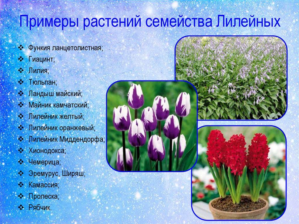 Лилейные растения
