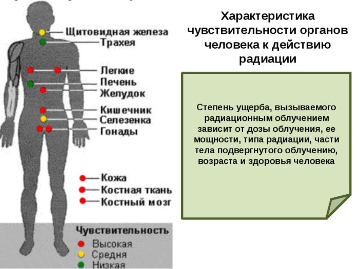 Органы, страдающие от радиации