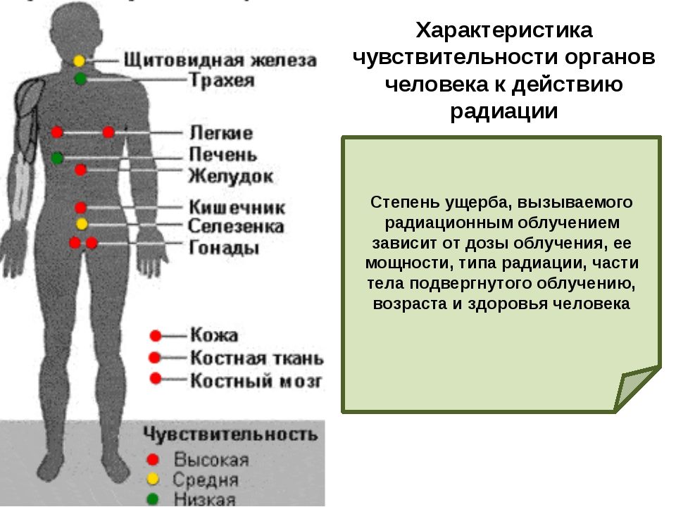 Органы, страдающие от радиации