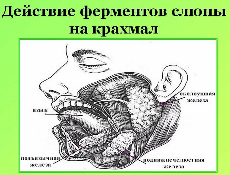 Действие ферментов слюны на крахмал