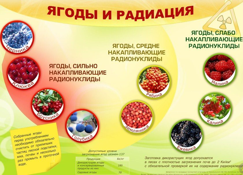 Радиация в ягодах
