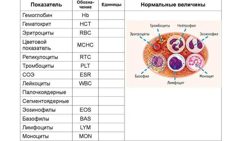 Показатели биохимического, клинического анализ крови взрослого