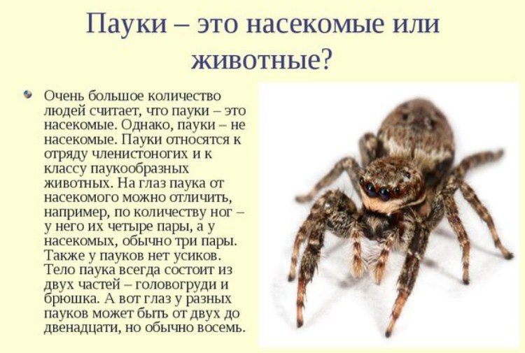 А что вы знаете о пауках?