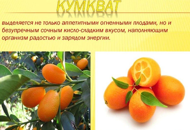 Яркий фрукт