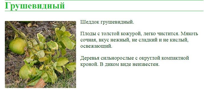 Грушевидный