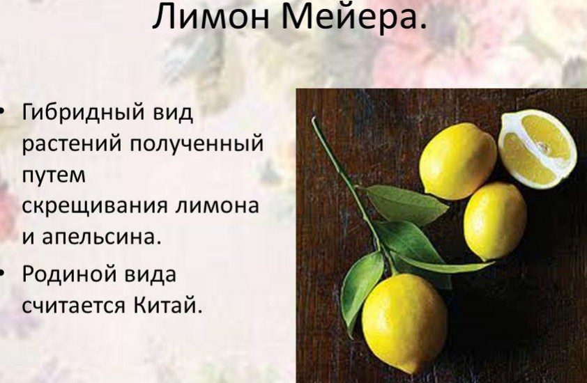 Мейера