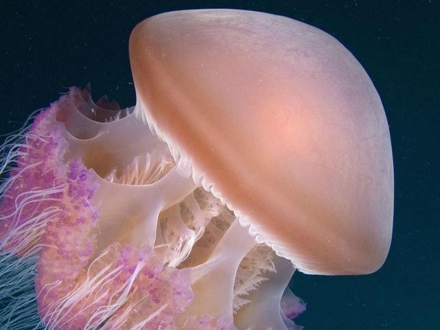 Медузы Черного моря в Крыму — опасны или нет: какие жалят, почему приплывают к берегу и когда? Можно ли есть медуз из Черного моря: виды съедобных медуз, блюда