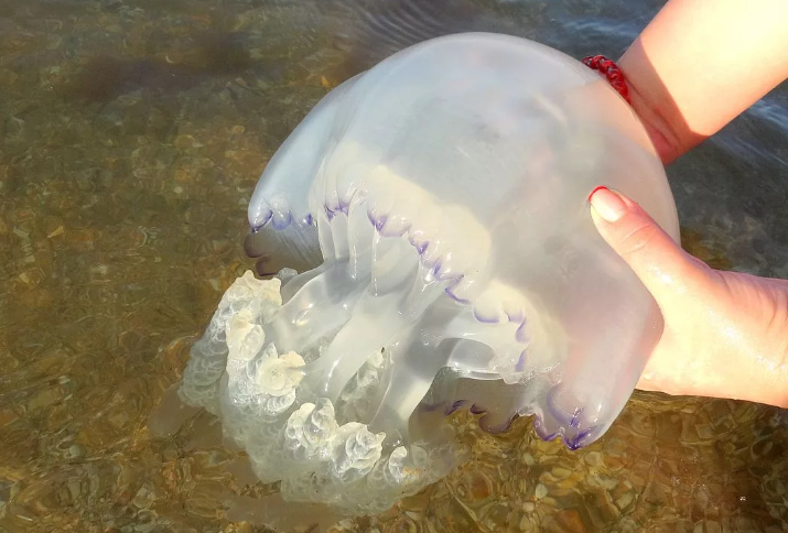 Медузы в черном море