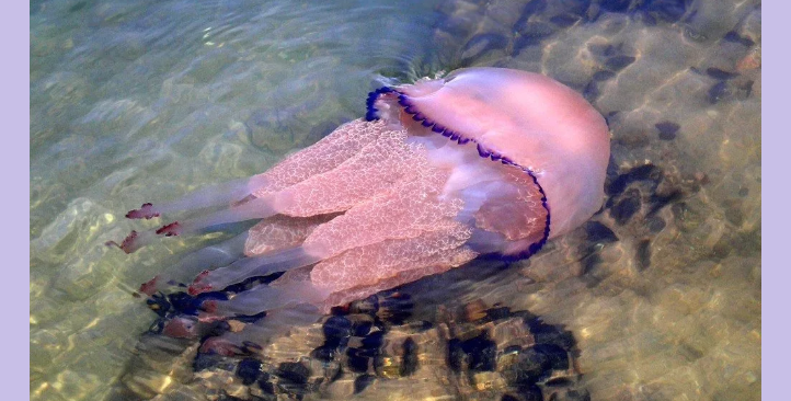 Медузы в черном море