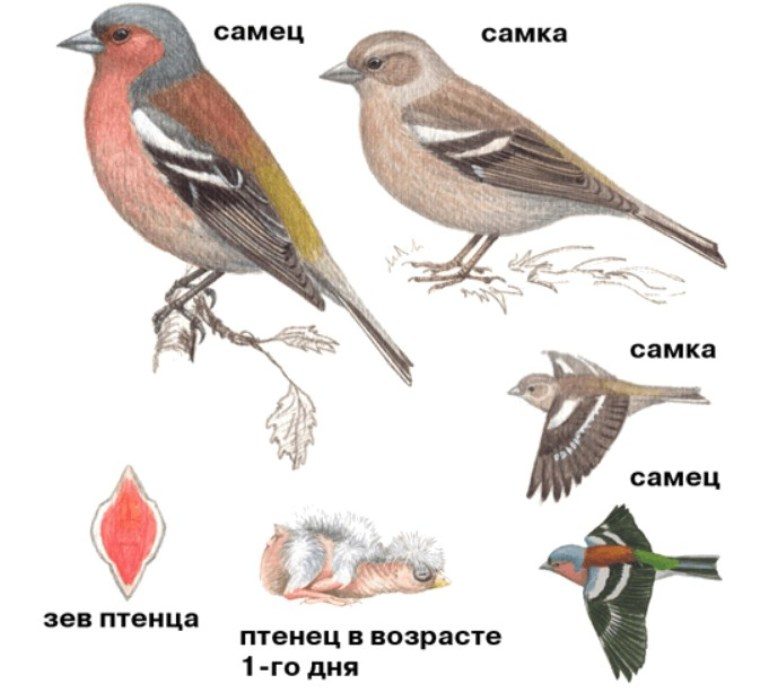Внешний вид