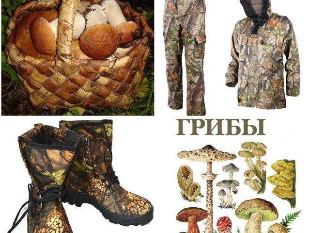 Как правильно собирать грибы в лесу — срезать или выкручивать: памятка, биология 5 класс. Обмундирование для сбора грибов: что должен делать грибник, который пришел в лес?