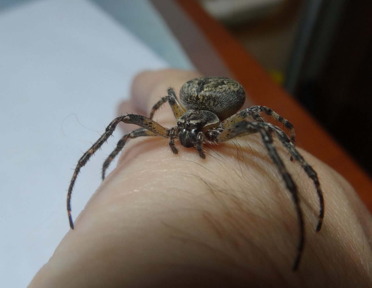 Косиножка