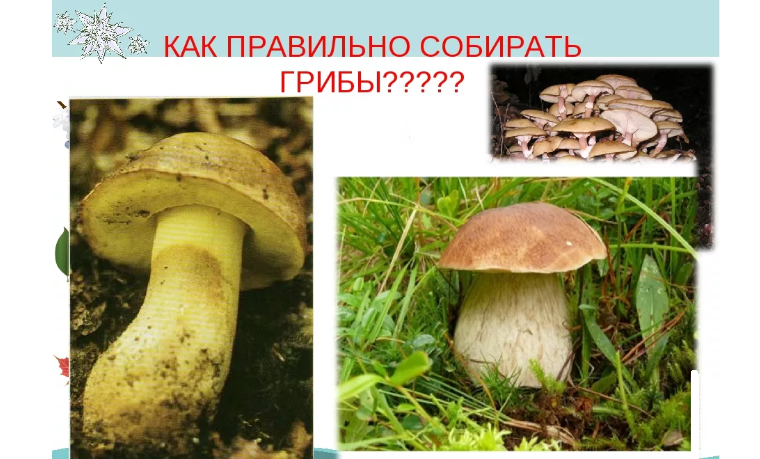 Правильно собирать грибы в лесу — это и срезать, и выкручивать