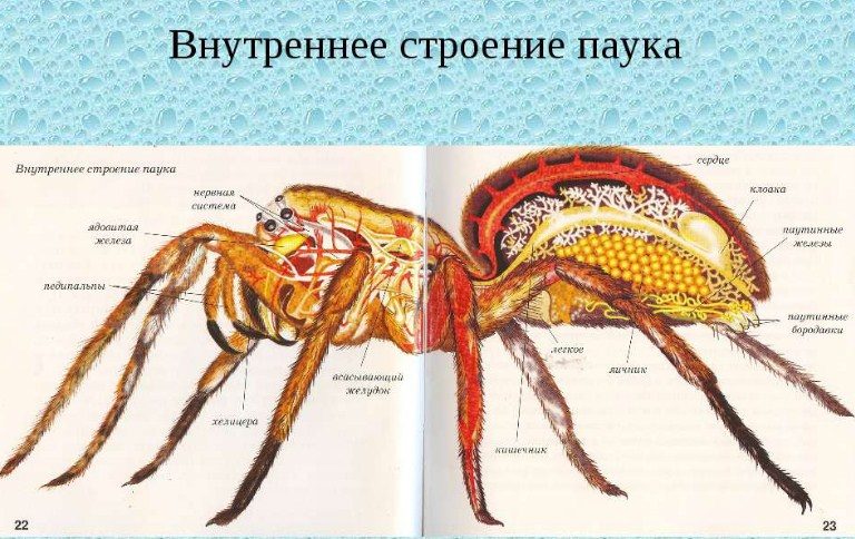 Строение тела