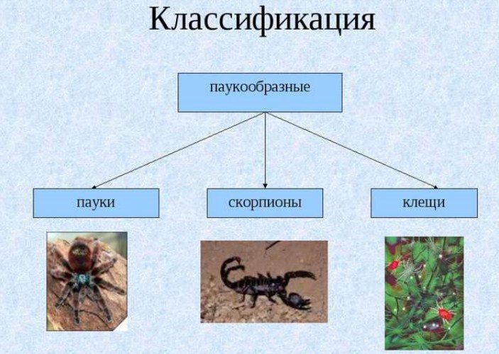 Скорпионы также паукообразные