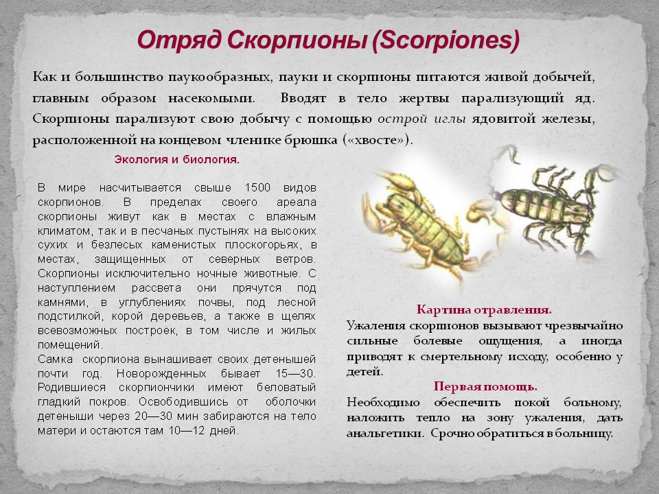 Скорпиончики