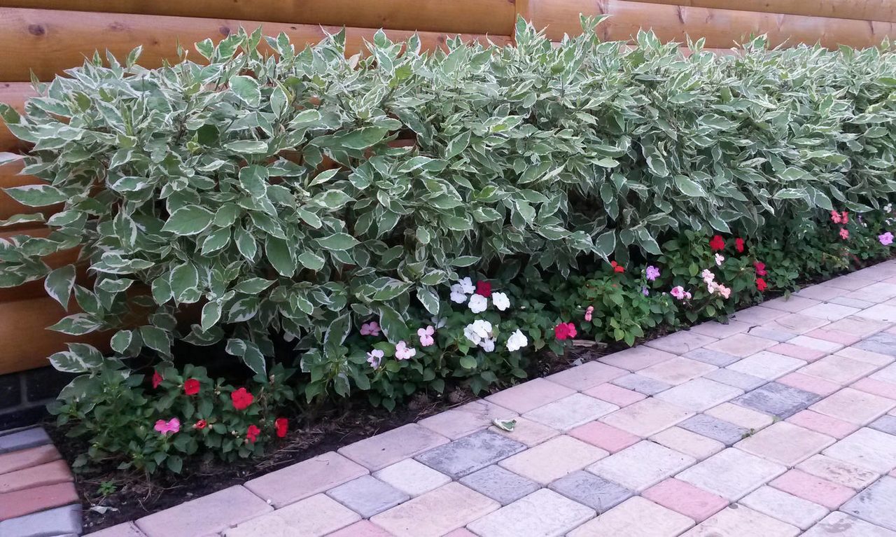 Кустарники низкорослые