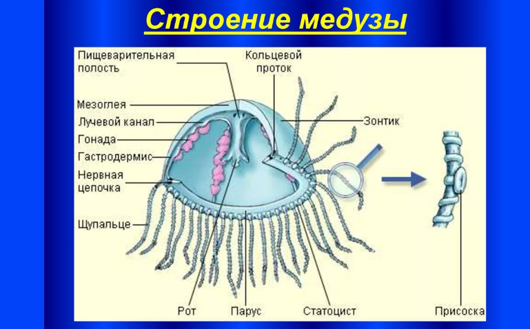 Строение медузы