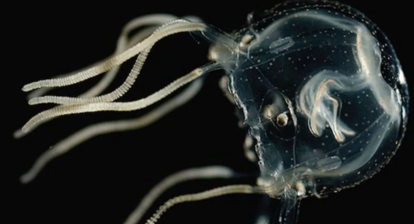 Медуза tripedalia cystophora