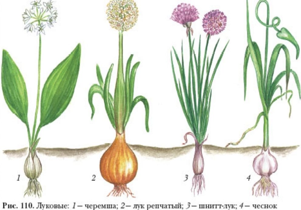 Черемша и другие луковые