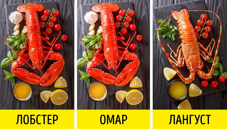 Отличия в первых двух видах нет