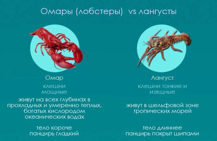 Отличие от лангуста