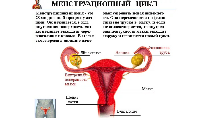 Месячные у девушек и женщин нужны для обеспечения репродуктивной функции