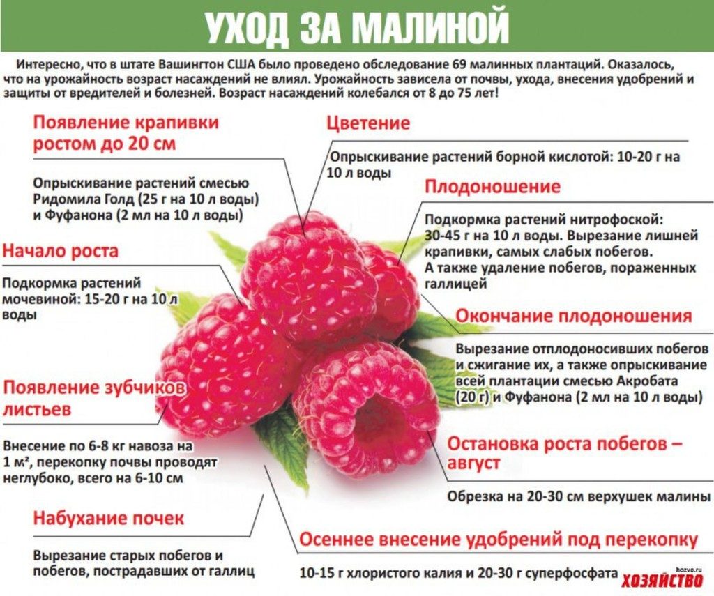 Уход за малиной