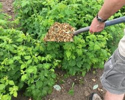 Как понять, что малину весной пора подкармливать? Первая подкормка малины ранней весной: схема внесения. Малина — уход весной после зимы: подкормка народными средствами. Готовые удобрения для подкормки малины: список лучших