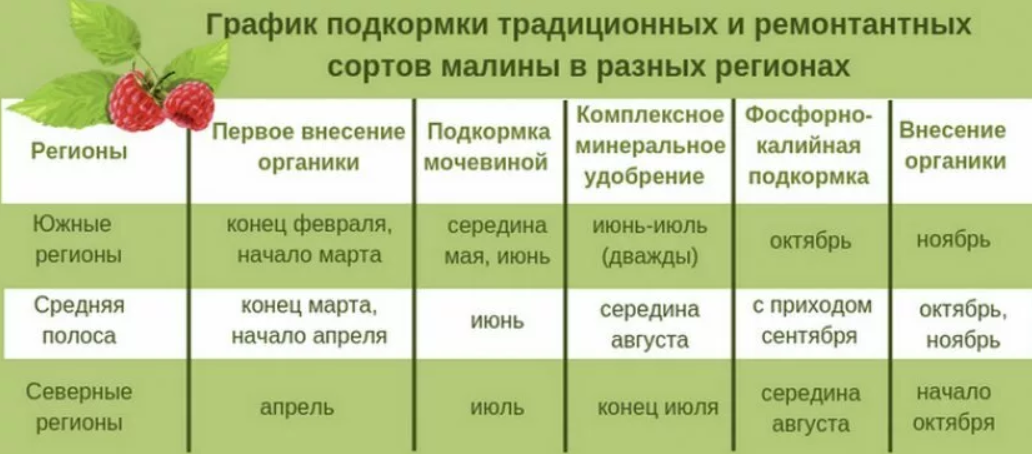 График подкормки малины
