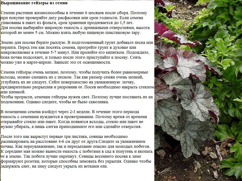 Особенности выращивания семенами