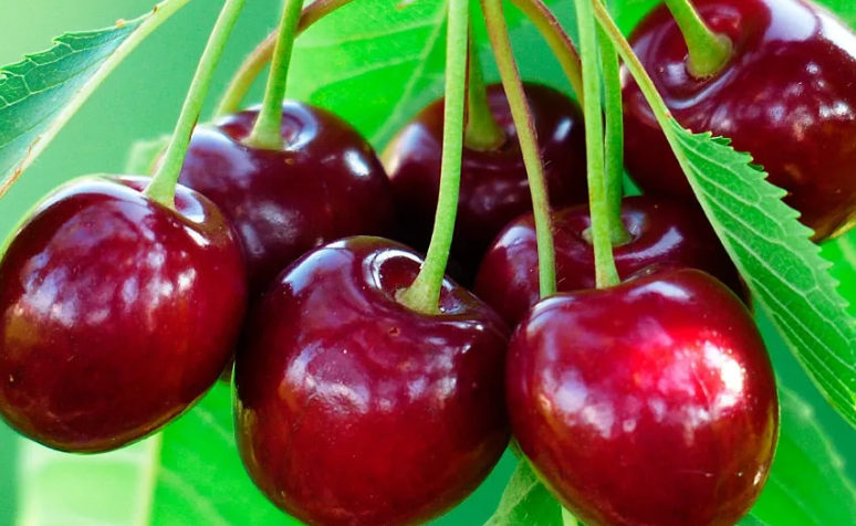 Ягоды: лучший продукт