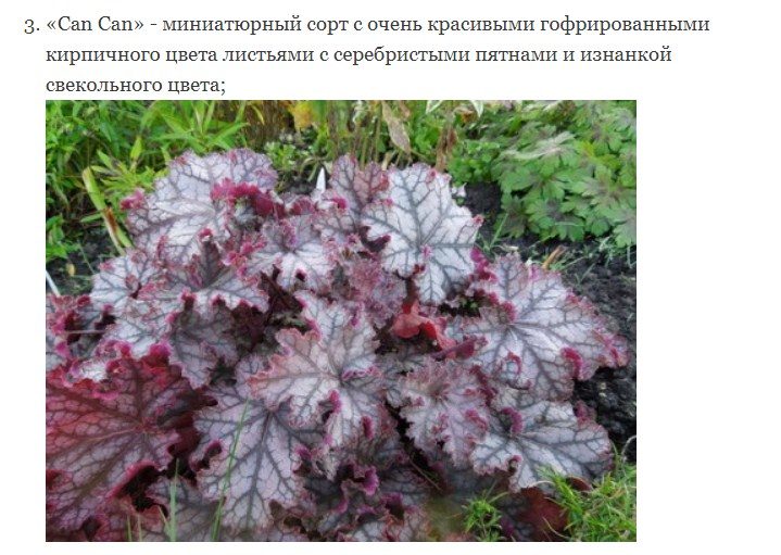 Сорт