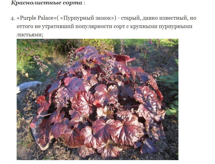 Яркие листья