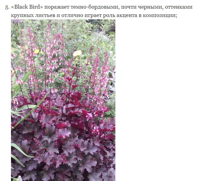 Бордовые листья