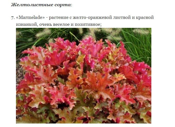 С желтыми оттенками