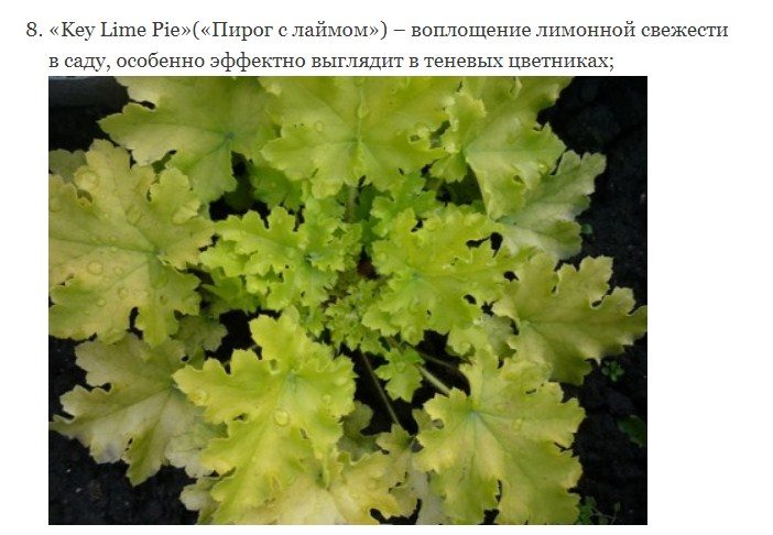 Лимонный оттенок