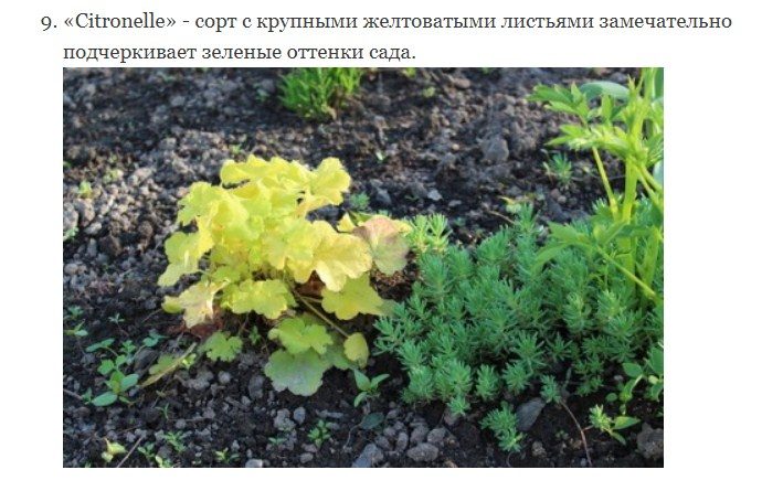 Контраст с зеленым цветом