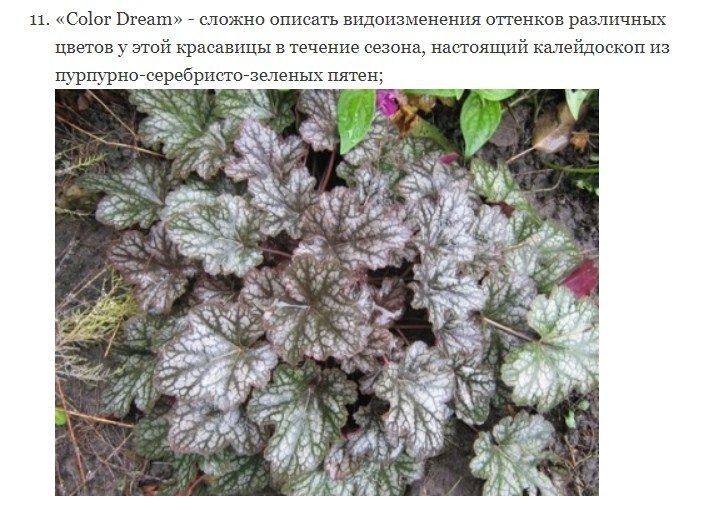 Оттенок меняется в течение всего периода роста