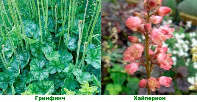 Разновидности