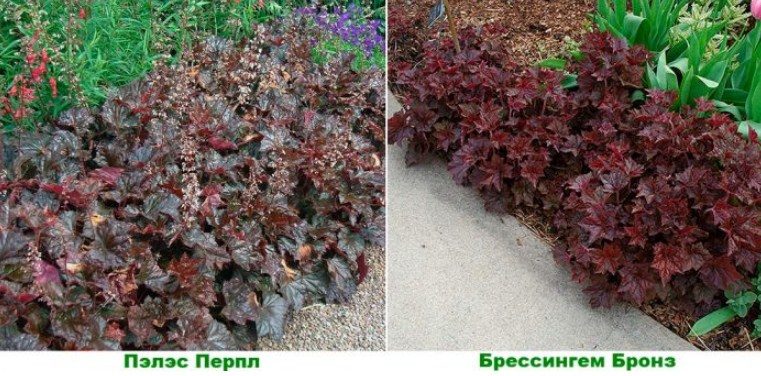Сорта