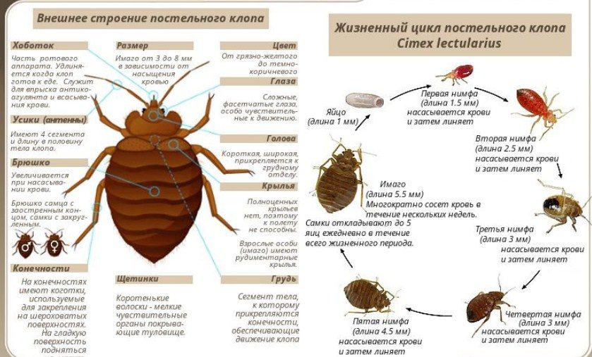 О клопе