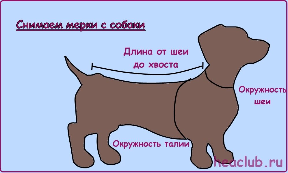 Снимаем мерки с собаки