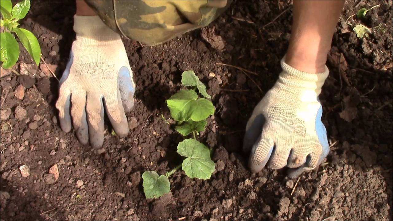 Семена тыквы для посадки
