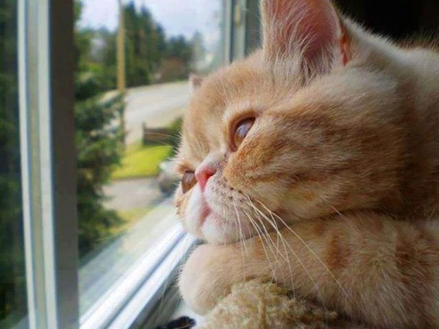Кошка или кот ушли из дома: приметы, причины, что делать, если кот ушел из дома, как вернуть кота, кошку, если он ушел из дома?
