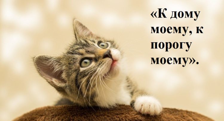 Чтобы вернуть кота