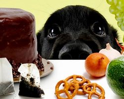 12 продуктов, которые могут навредить вашей собаке