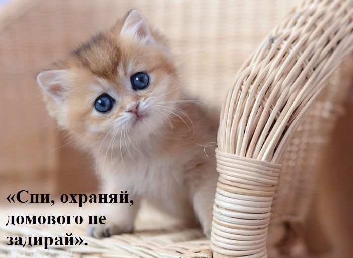 Напутствие кошечке